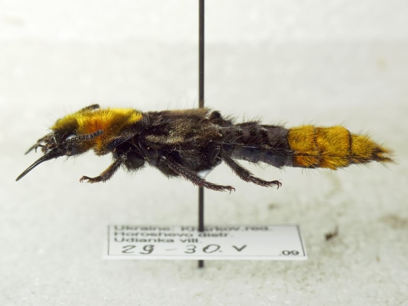 Emus hirtus (Linnaeus, 1758)